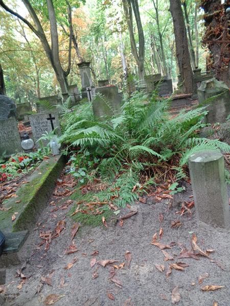 Zdjęcie grobu Teodor Kulesza (1)