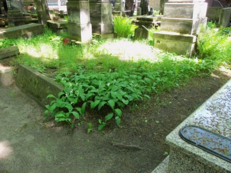 Zdjęcie grobu Ludwika Stopczańska (1)