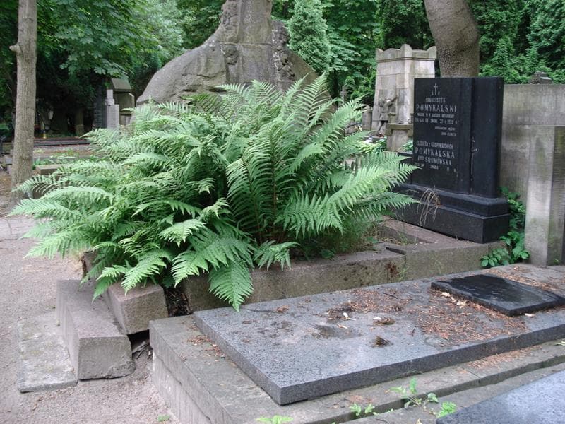 Zdjęcie grobu: Franciszek Pomykalski