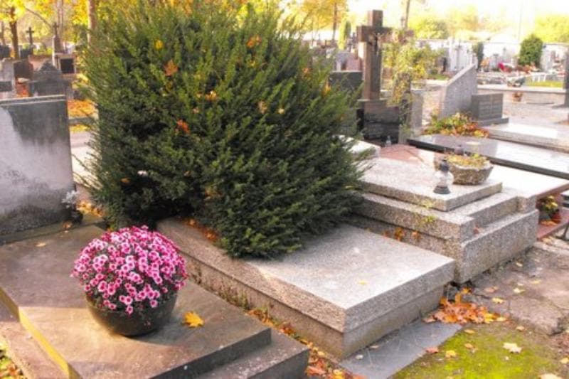 Zdjęcie grobu Maria Teresa Januszewska (1)