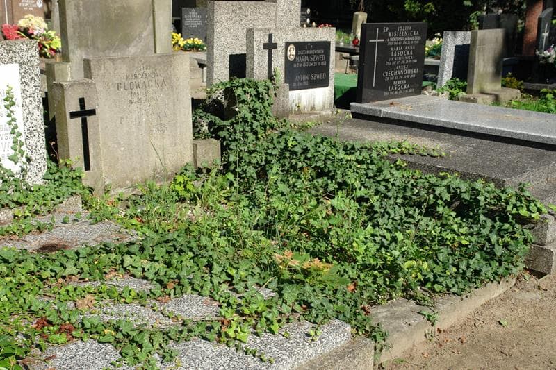 Zdjęcie grobu: Marcjanna Głowacka