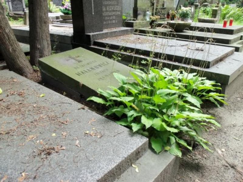 Zdjęcie grobu Kazimierz Malanowicz (1)