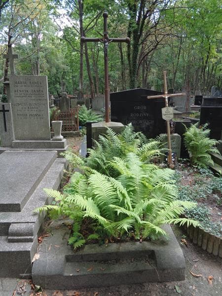 Zdjęcie grobu Piotr Lenard (1)