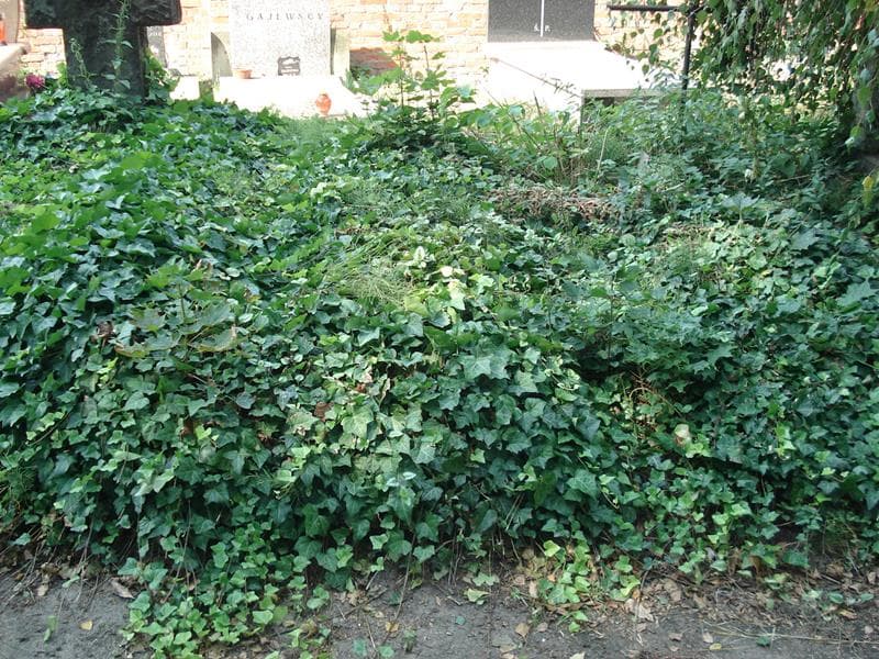 Zdjęcie grobu: Pole Grobowe