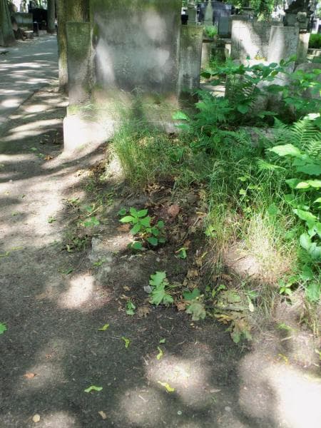 Zdjęcie grobu Pole Grobowe (1)