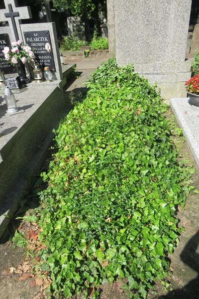 Zdjęcie grobu Pole Grobowe (1)