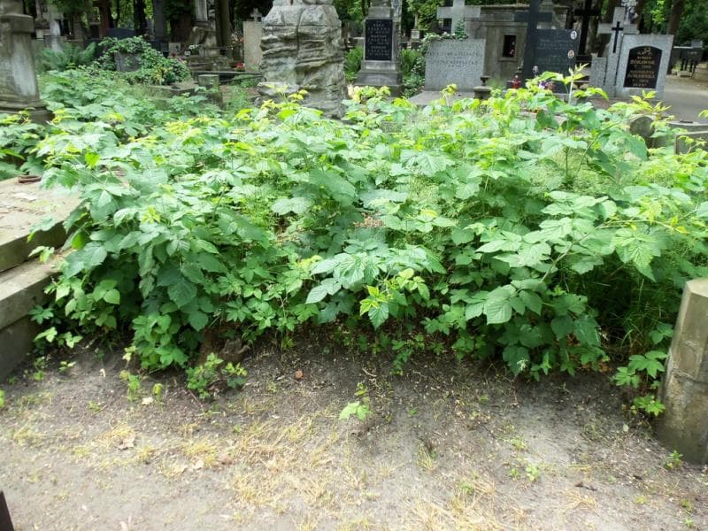 Zdjęcie grobu: Pole Grobowe