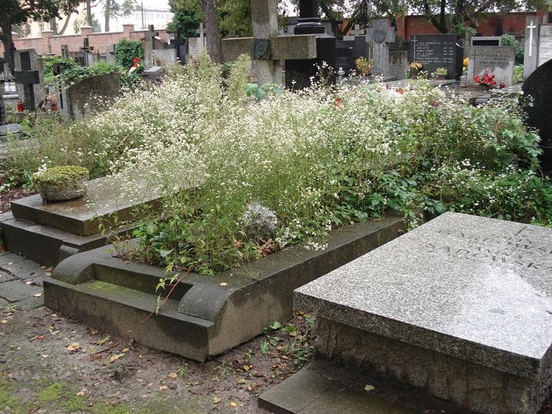 Zdjęcie grobu Aurelia Maniłowa (1)