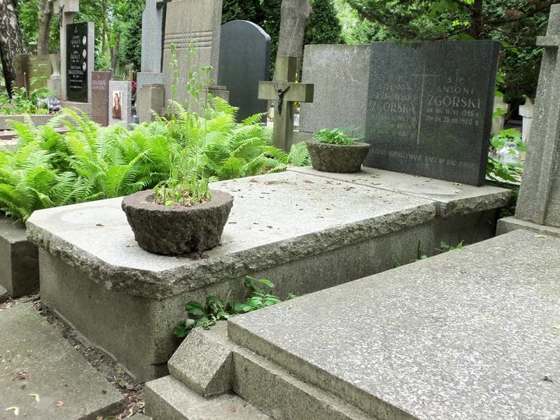 Zdjęcie grobu Stefania Zgórska (1)