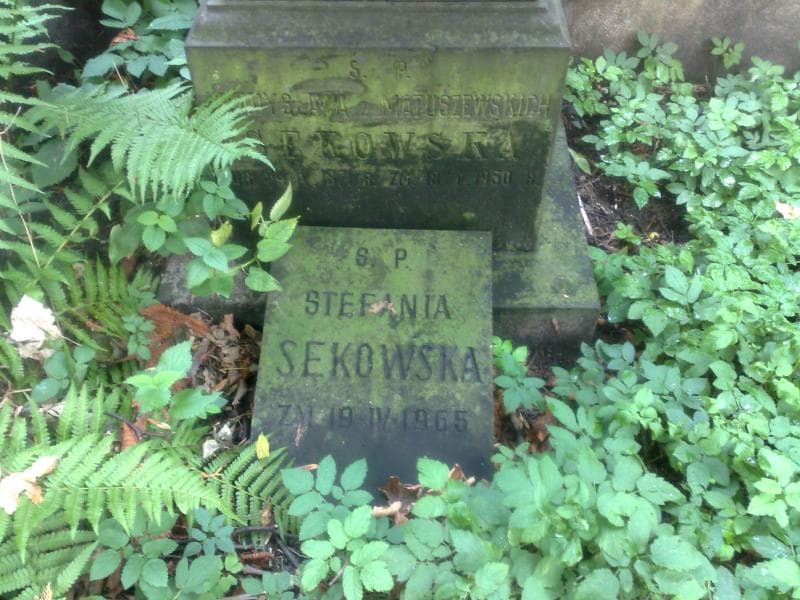Zdjęcie grobu Władysława Sękowska (2)