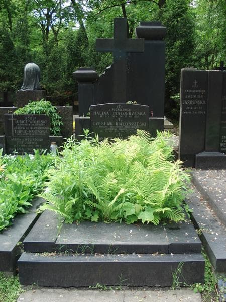 Zdjęcie grobu Czesław Białobrzeski (1)