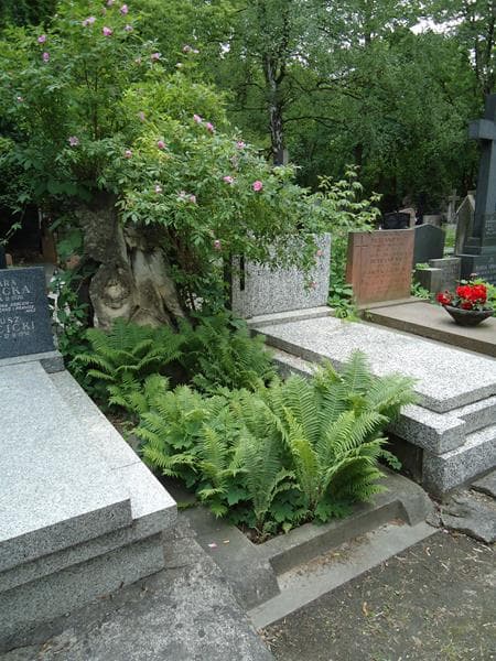 Zdjęcie grobu Aleksy Wiktor Chrzanowski (1)