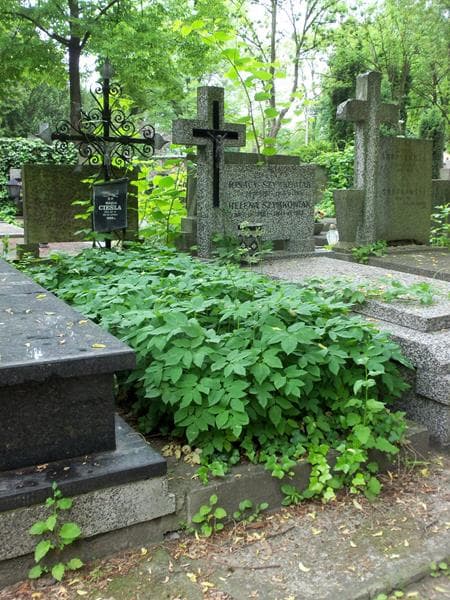 Zdjęcie grobu Maria Cieśla (1)