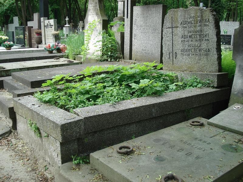 Zdjęcie grobu Zbigniew Adamczewski (1)