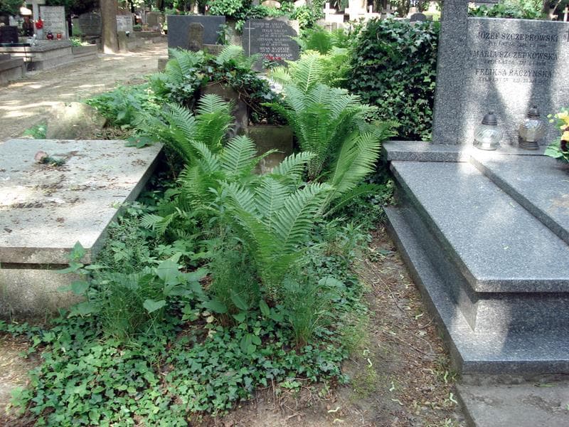 Zdjęcie grobu: Jan Hamasiewicz