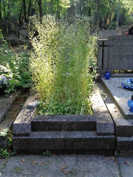 Zdjęcie grobu: Irena Selwańska
