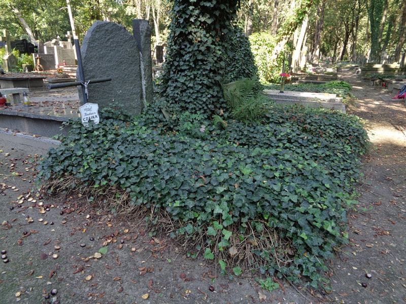 Zdjęcie grobu: Tadeusz Czajka