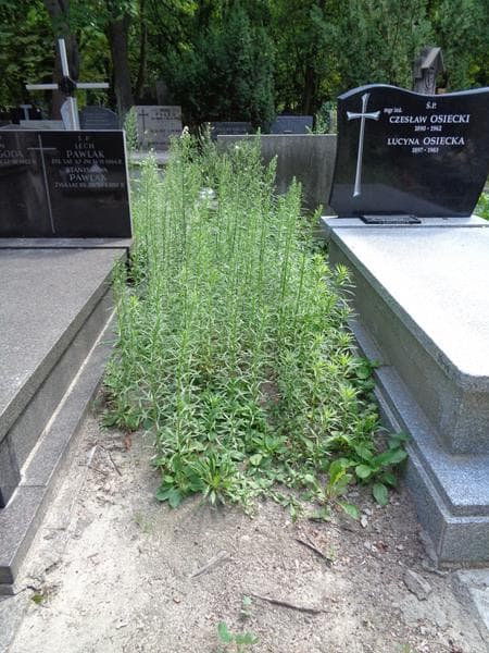Zdjęcie grobu: Pole Grobowe