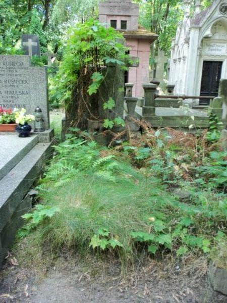 Zdjęcie grobu: Józef Truszkowski