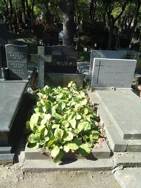 Zdjęcie grobu: Jerzy Illinicz