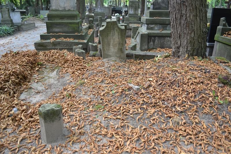 Zdjęcie grobu: Sylwester Szesz