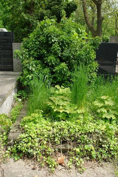 Zdjęcie grobu: Teodora Zawadzka