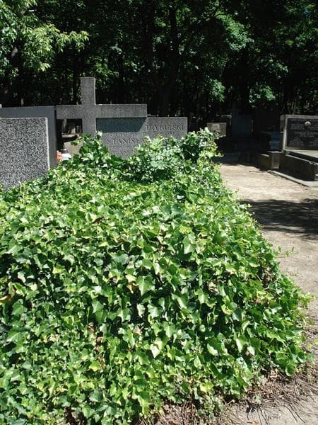 Zdjęcie grobu: Stanisław Król