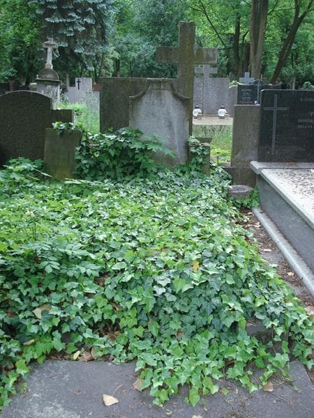 Zdjęcie grobu: Stefan Baran
