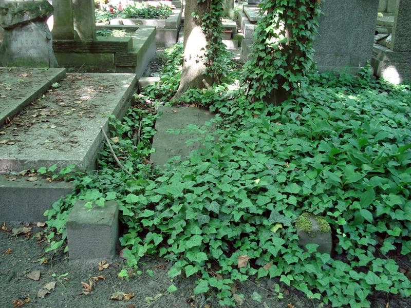 Zdjęcie grobu: Jerzy Walicki
