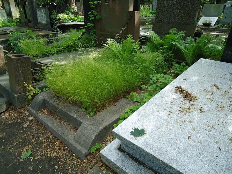 Zdjęcie grobu Roman Domaniewski (1)