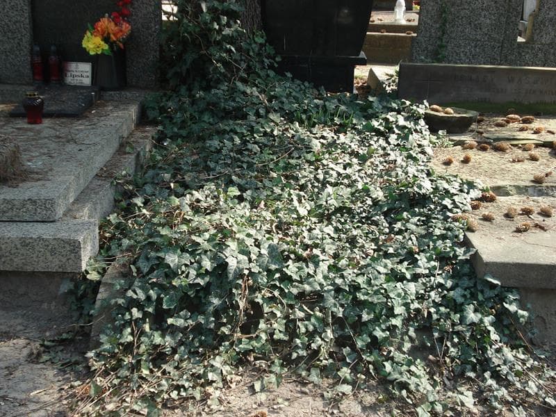 Zdjęcie grobu: Anonim