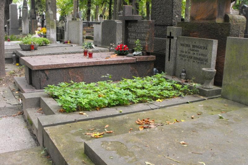 Zdjęcie grobu: Wiktoria Domagalska