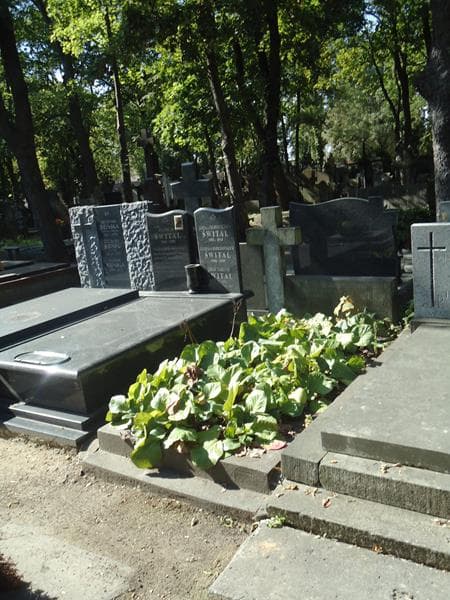 Zdjęcie grobu Jerzy Illinicz (1)