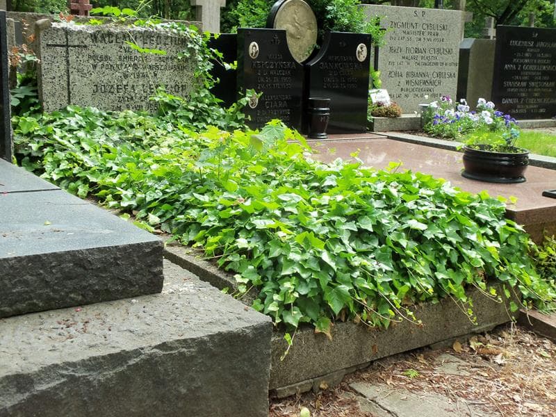 Zdjęcie grobu Wacław Lędzion (1)