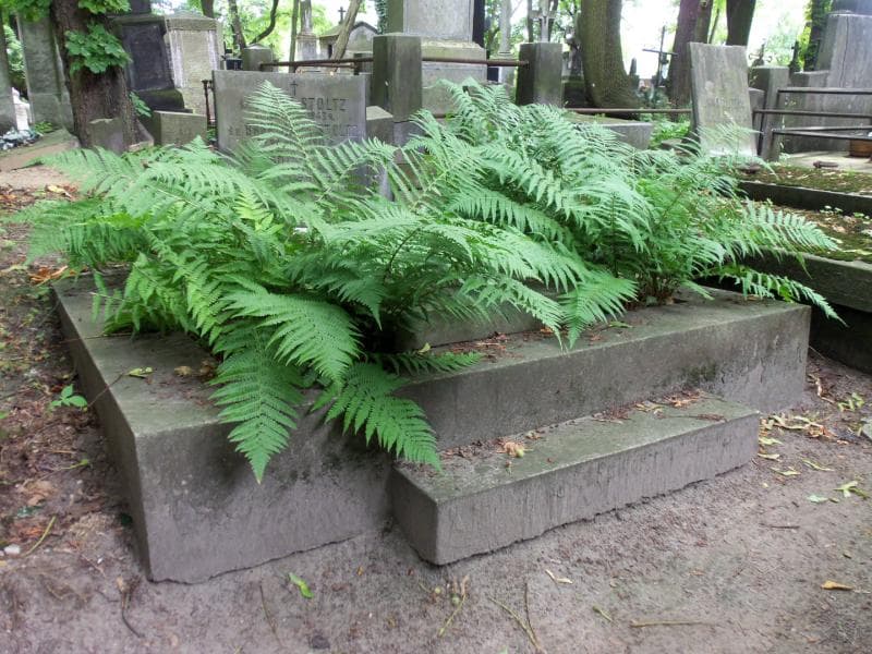Zdjęcie grobu Bronisława Stoltz (1)