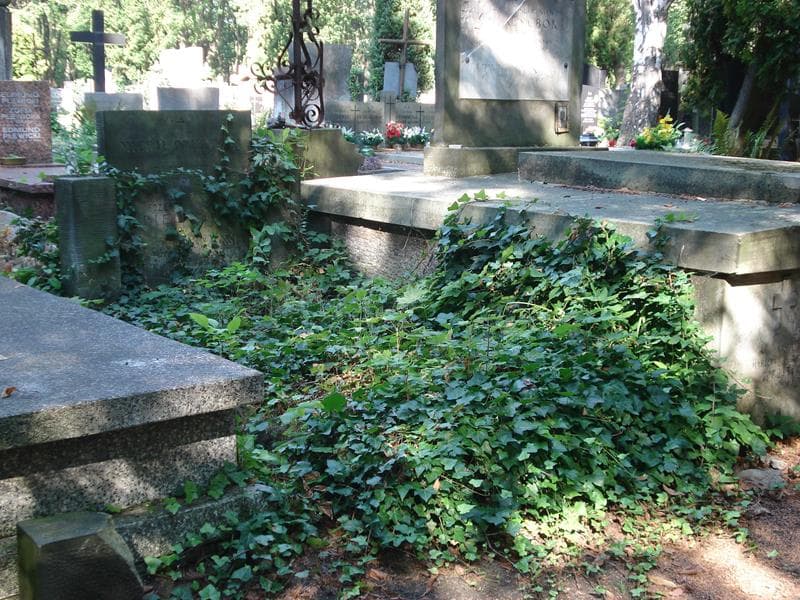 Zdjęcie grobu Michał Opieliński (1)