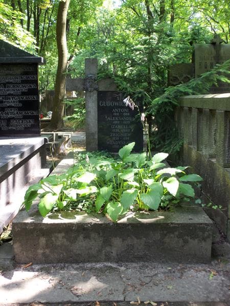 Zdjęcie grobu: Antoni Gudowicz