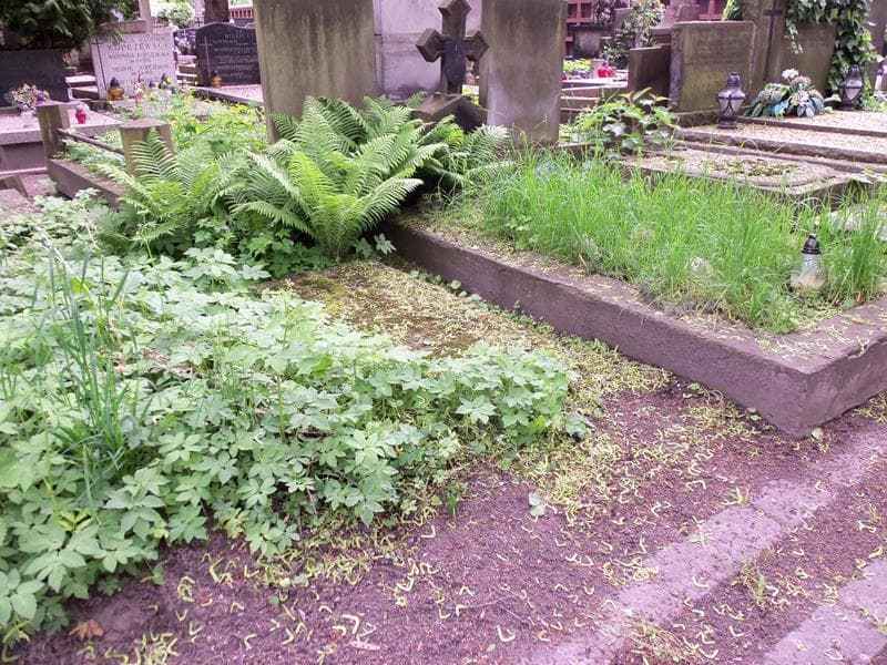 Zdjęcie grobu August Bednarski (1)