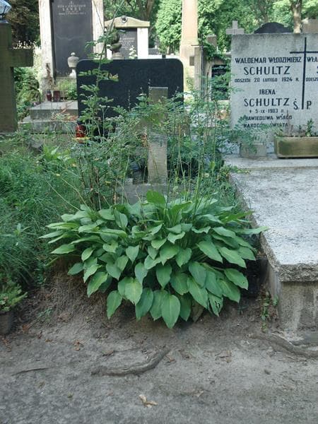 Zdjęcie grobu: Tadeusz Jasionowski