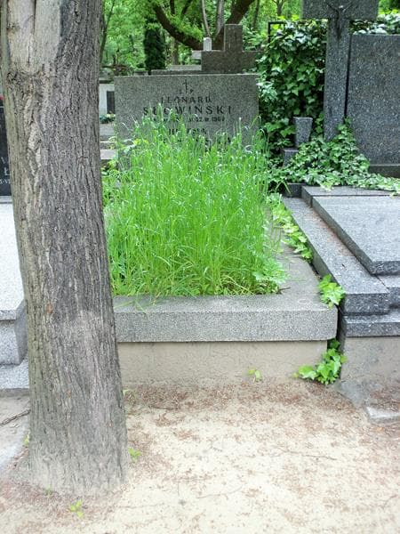 Zdjęcie grobu: Leonard Słowiński