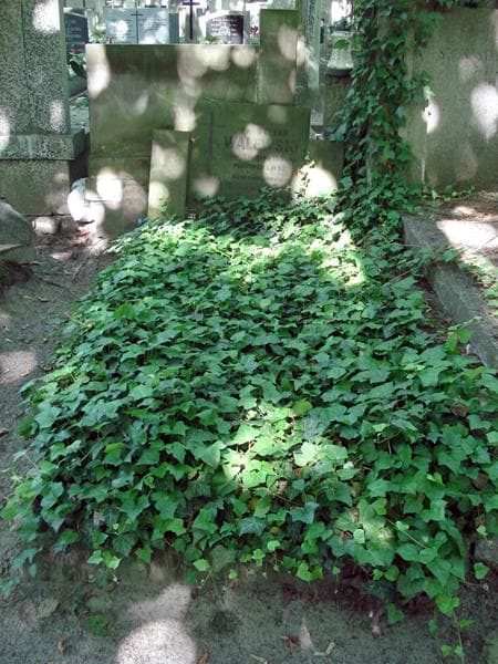 Zdjęcie grobu: Stefan Walewski