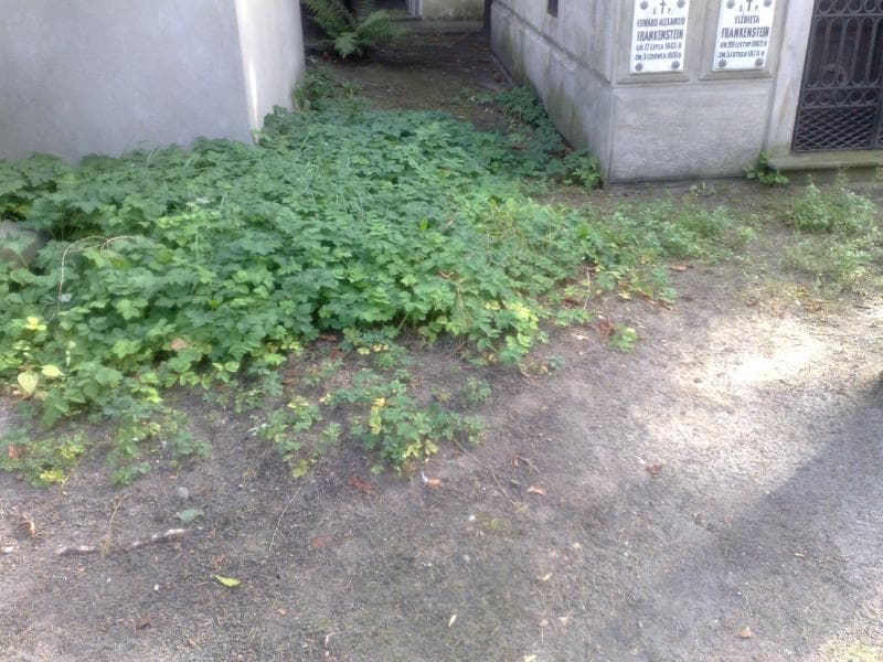 Zdjęcie grobu: Pole Grobowe