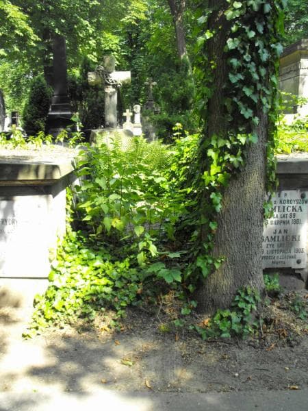 Zdjęcie grobu: Adolf Leszkiewicz