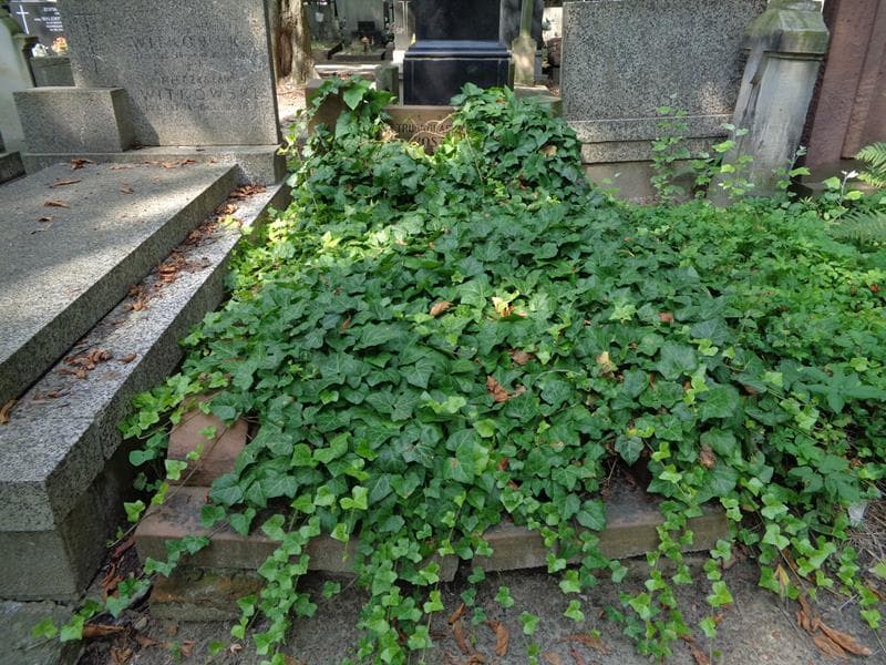 Zdjęcie grobu Maria Roszkowska (1)
