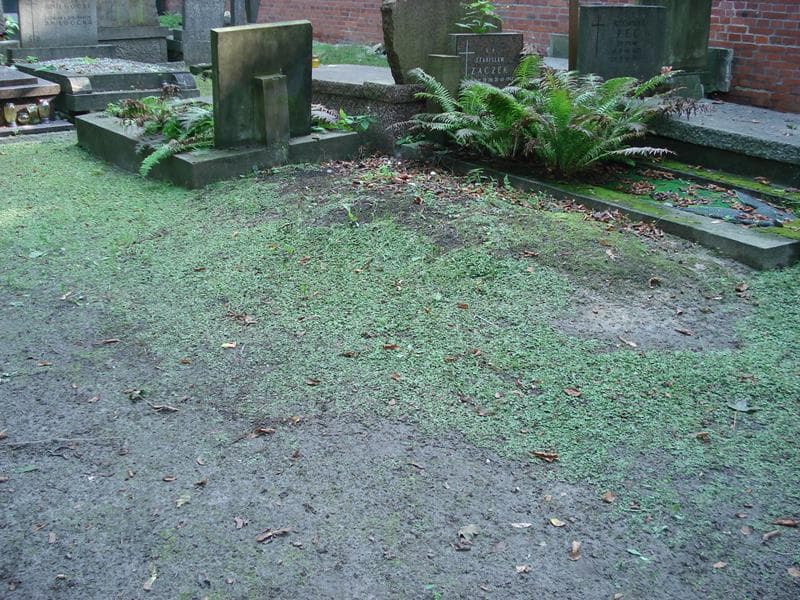 Zdjęcie grobu: Pole Grobowe