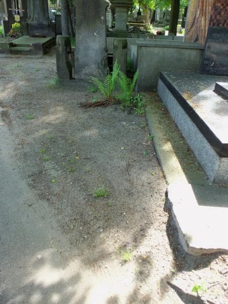 Zdjęcie grobu: Pole Grobowe