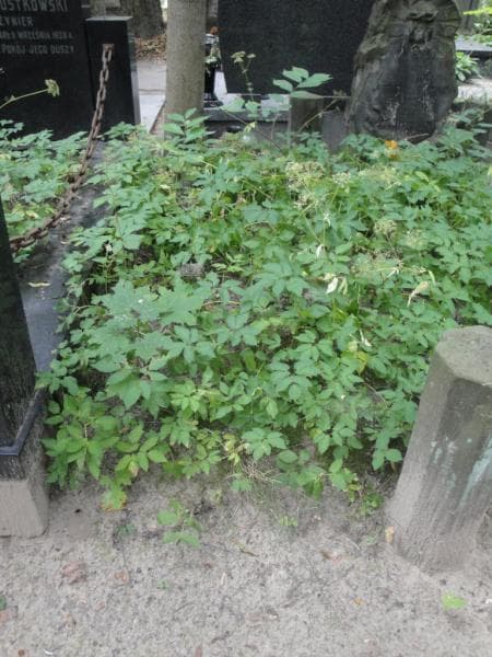 Zdjęcie grobu: Pole Grobowe