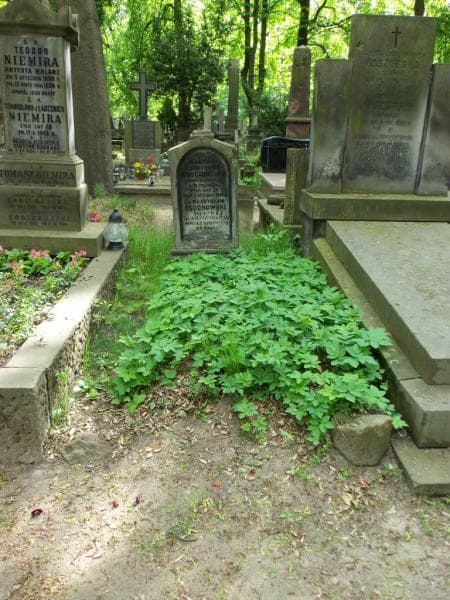 Zdjęcie grobu: Władysław Osuchowski