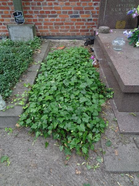 Zdjęcie grobu: Pole Grobowe