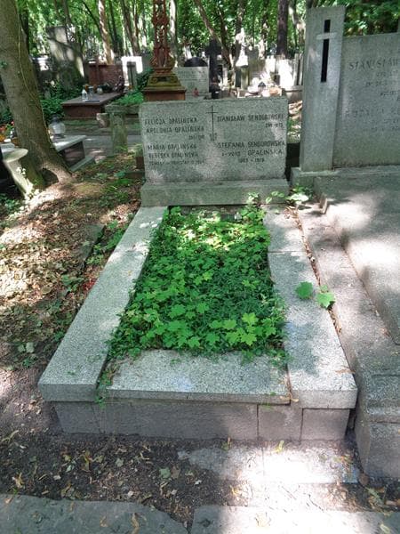 Zdjęcie grobu Apolonia Opalińska (1)